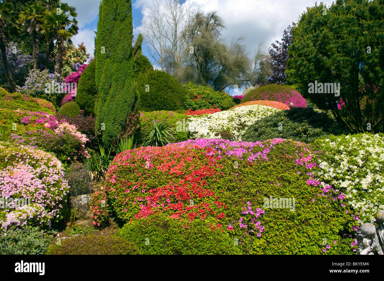 Divers Arbustes Azalea de couleur dans le jardin de Leonardslee Gardens West Sussex England Banque D'Images