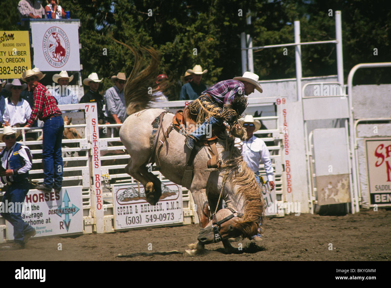 Une selle bronc rider Rodeo Cowboy Rodeo à celui des Sœurs, en Sœurs, Oregon Banque D'Images