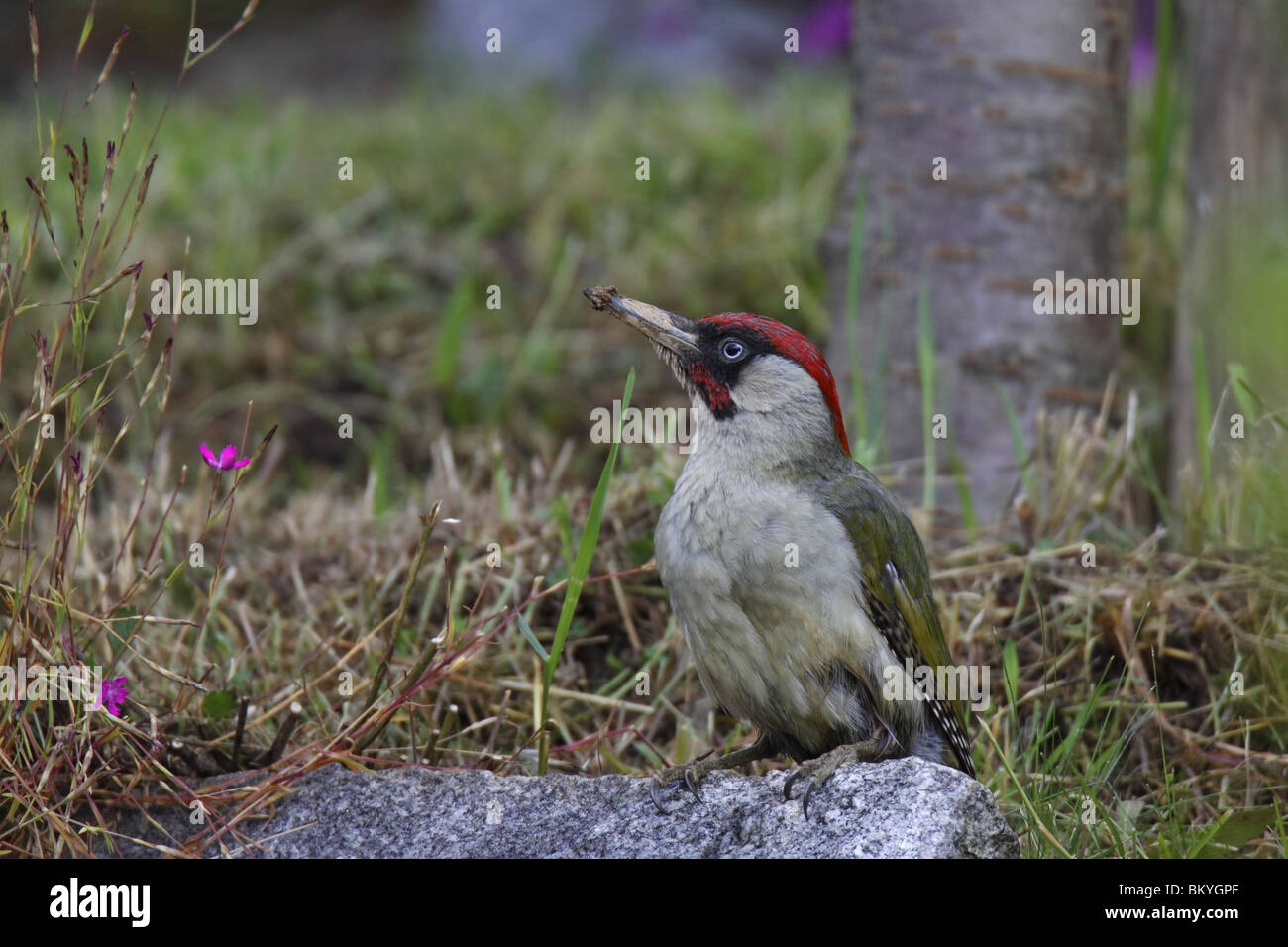 Grünspecht pic vert, Picus viridis,, Banque D'Images