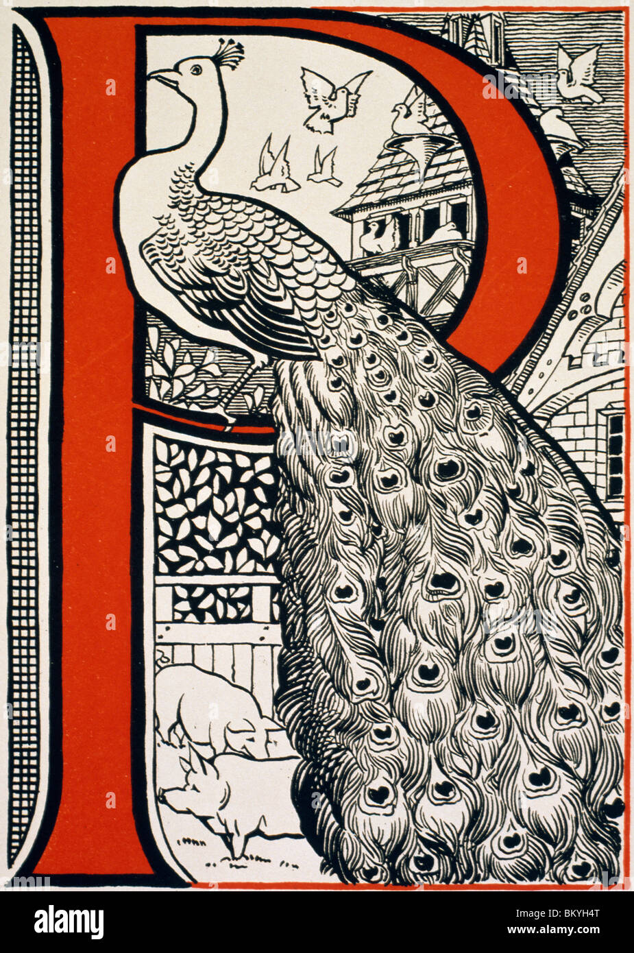La lettre 'P' (est pour Peacock, cochon...), du livre ABC par Theodore Howard, USA, New York, Chicago, Newberry Library Banque D'Images