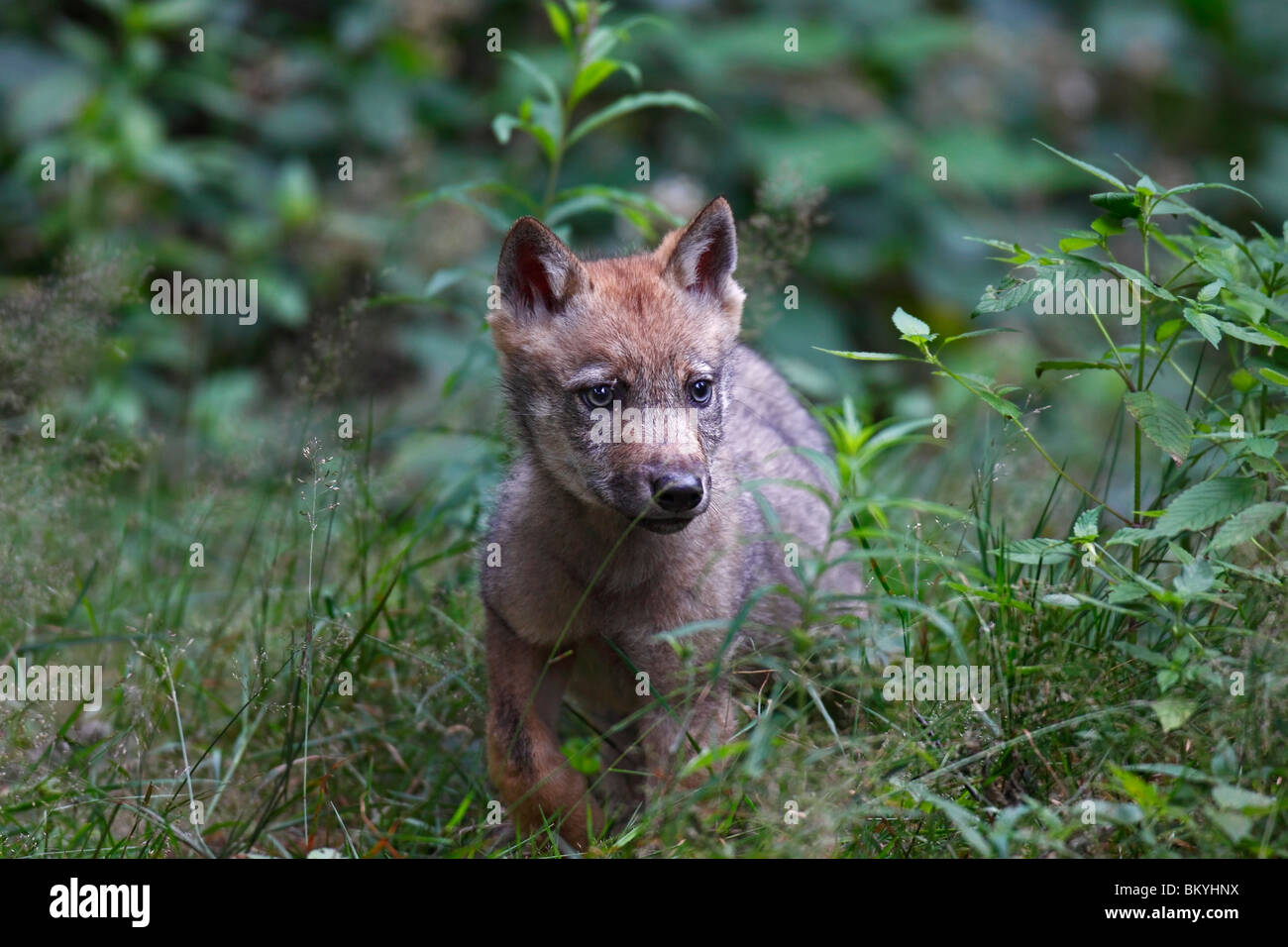 Le loup, Canis lupus, Jung, welpe, jungtier Banque D'Images
