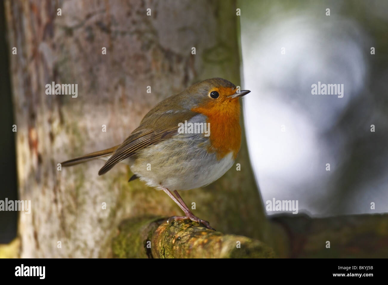 Rotkehlchen Erithacus rubecula aux abords d'oiseaux Robin Européenne Banque D'Images