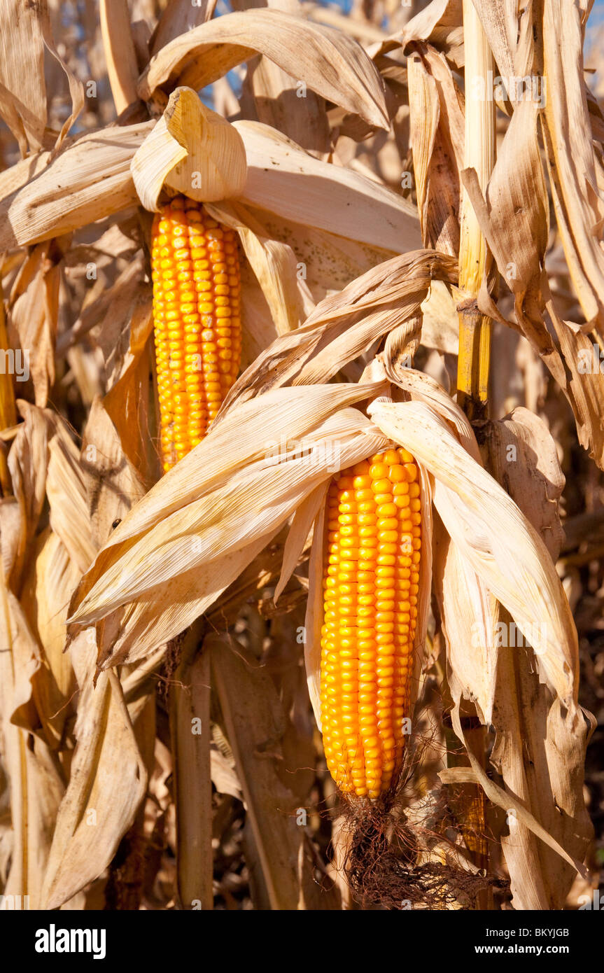 Libre de maïs encore sur la vitre avant la récolte sur le Big C ferme près de Winkler, au Manitoba, Canada. Banque D'Images