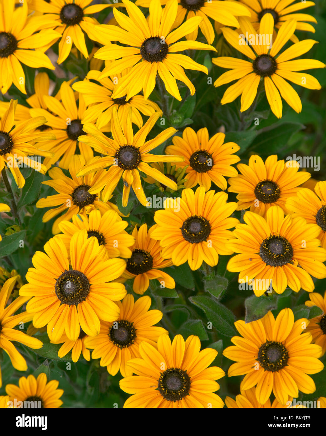 Vashon Island, WA de cluster coneflowers cultivée dans un jardin d'été Banque D'Images Vashon Island, WA de cluster coneflowers cultivée dans un jardin d'été Banque D'Images