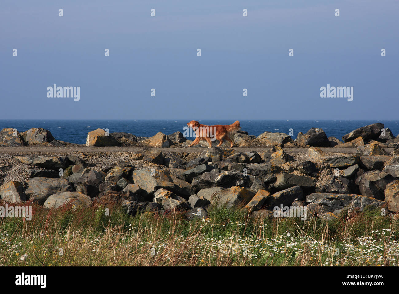 Un chien bénéficiant d'une promenade le long de la digue à Port Logan, Dumfries et Galloway, en Écosse. Banque D'Images