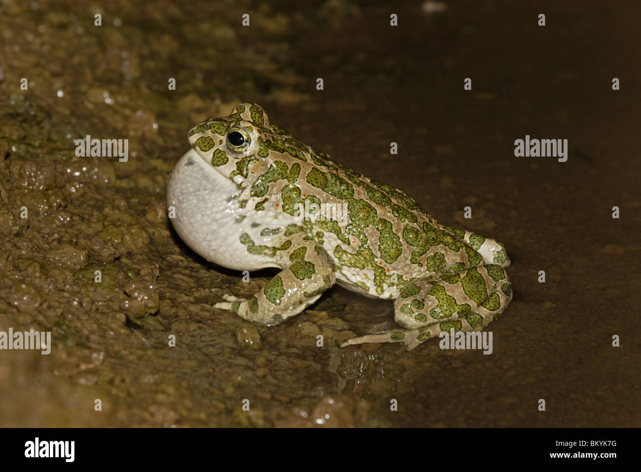 Wechselkröte, Kröte, Frosch, Européen, verte, crapaud Bufo viridis, Banque D'Images