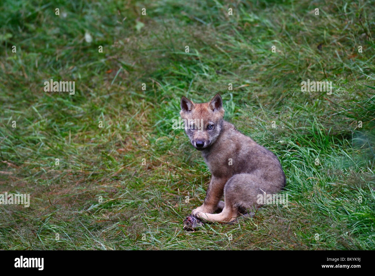 Le loup, Canis lupus, Jung, welpe, jungtier Banque D'Images