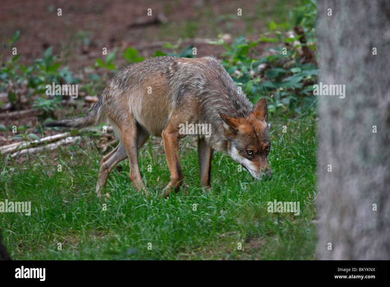 Le loup, Canis lupus, mit Beute Banque D'Images