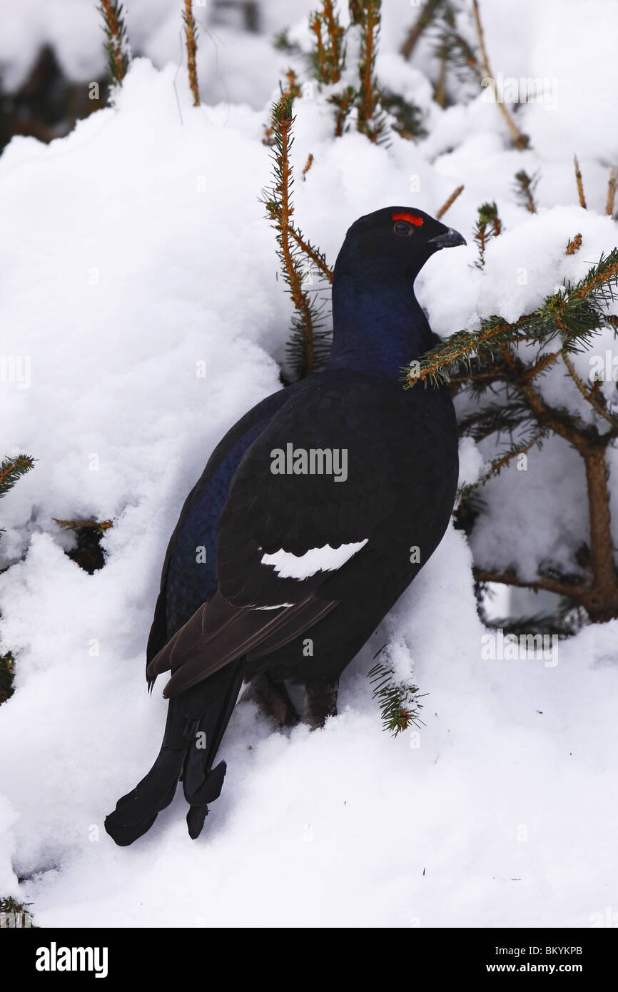 Tétras lyre Banque D'Images