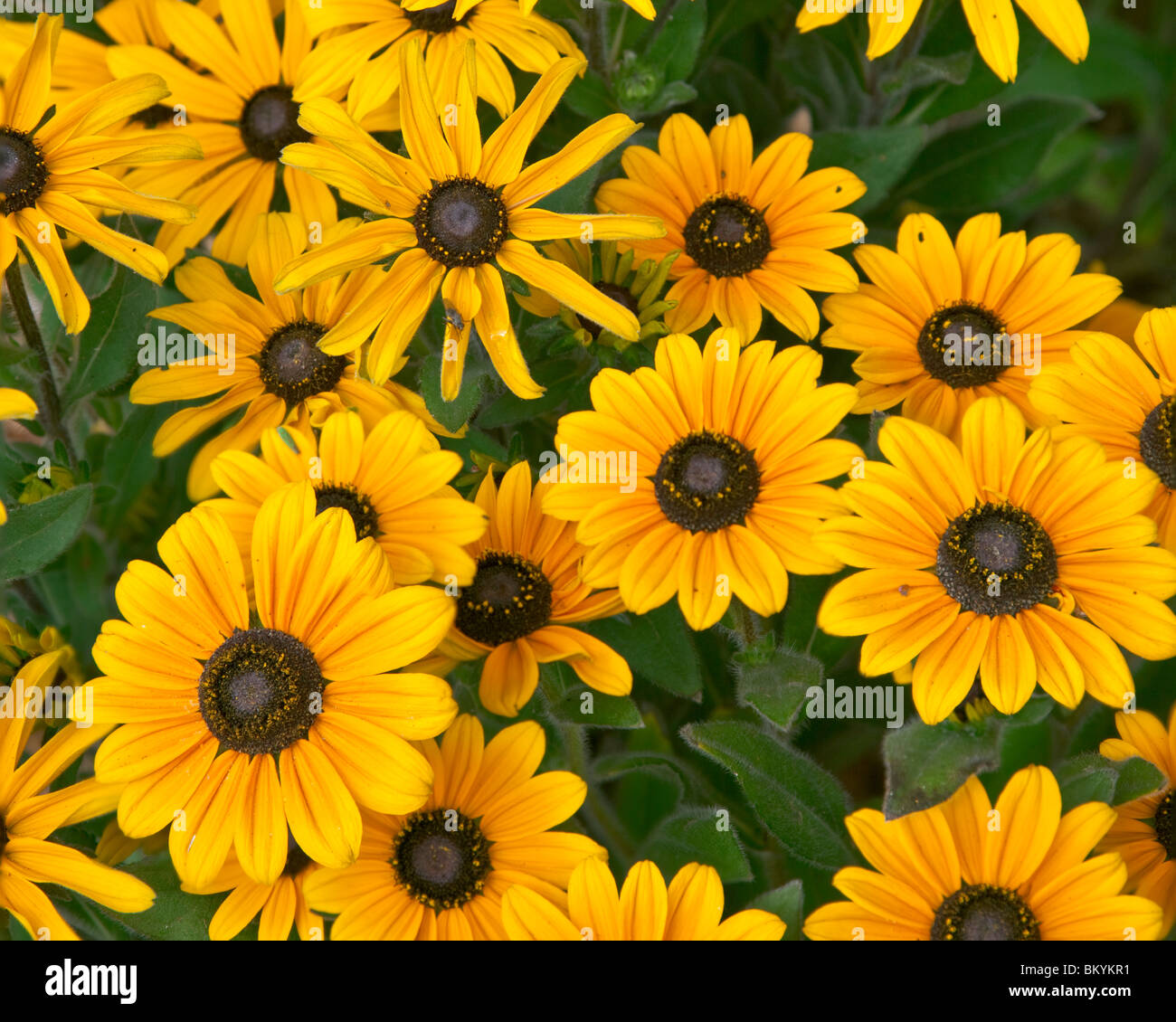 Vashon Island, WA de cluster coneflowers cultivée dans un jardin d'été Banque D'Images Vashon Island, WA de cluster coneflowers cultivée dans un jardin d'été Banque D'Images