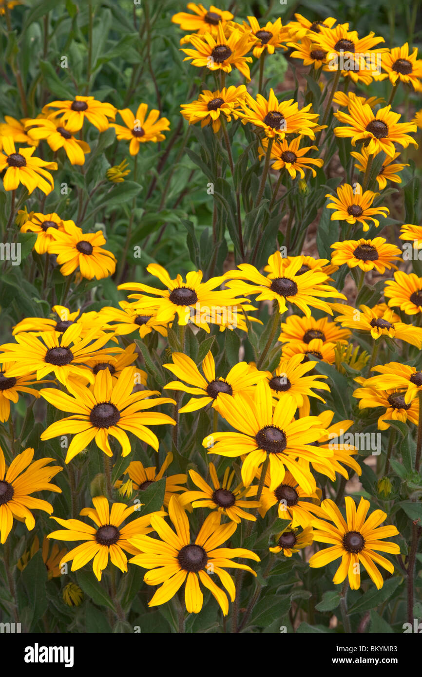 Vashon Island, WA de cluster coneflowers cultivée dans un jardin d'été Banque D'Images Vashon Island, WA de cluster coneflowers cultivée dans un jardin d'été Banque D'Images