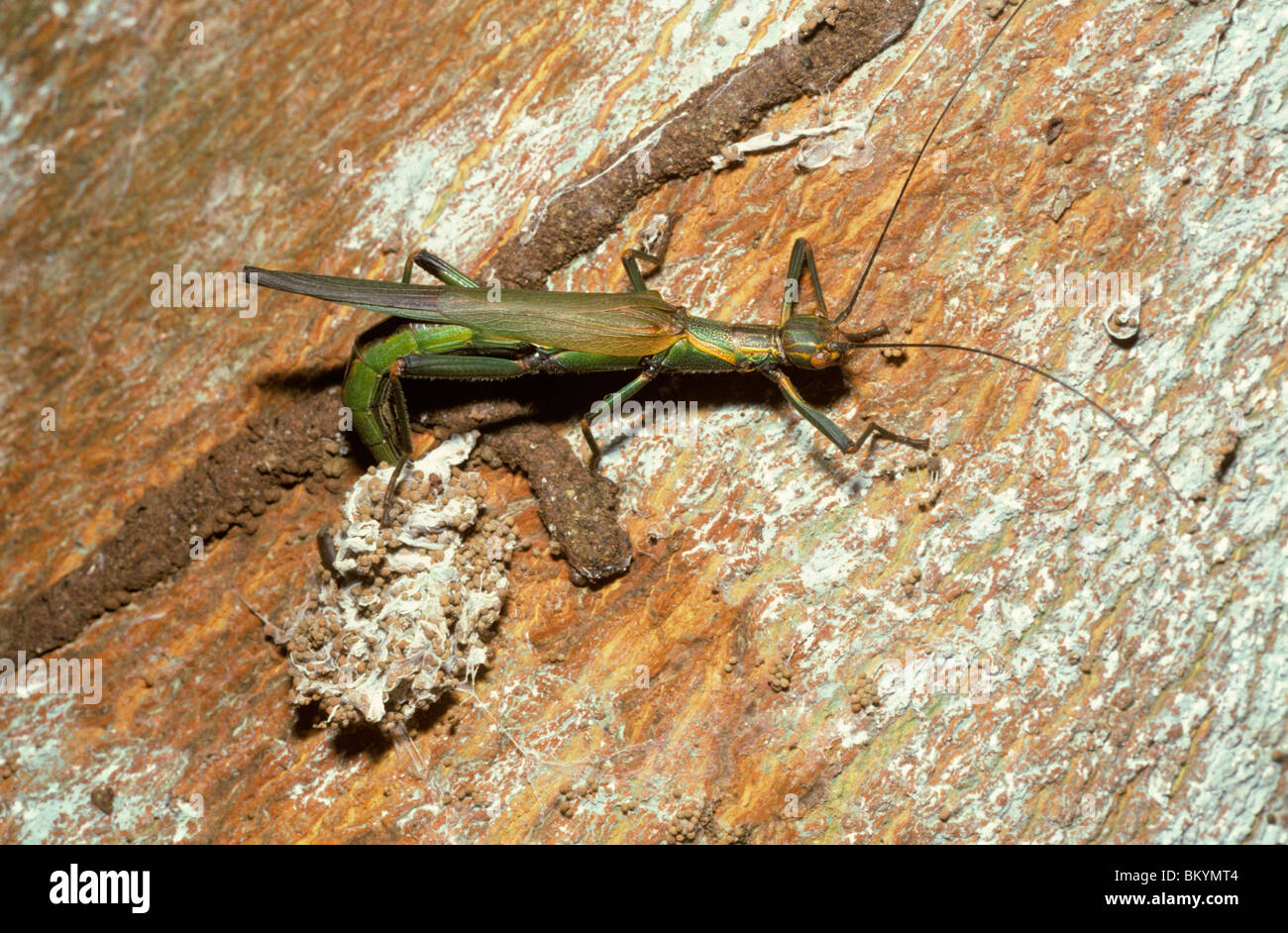 Phasme/ walkingstick femelle (Damasippus sp.) pondre sur un tronc d'arbre ; dans rainforest Trinité Banque D'Images