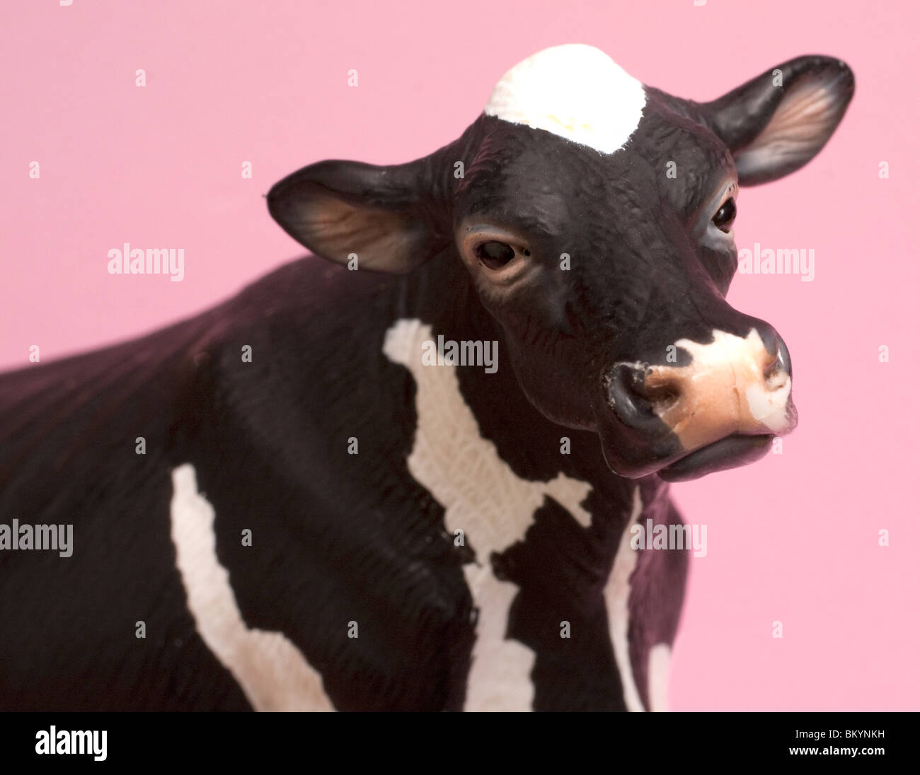 Vache rose Banque D'Images