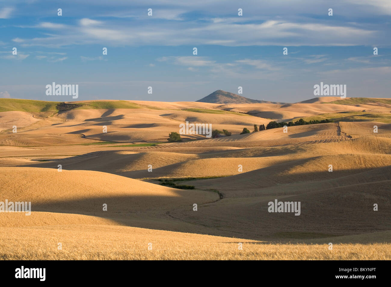 Whitman Comté, WA : la lumière du matin sur les collines de blé mûrs avec Steptoe butte sur l'horizon Banque D'Images