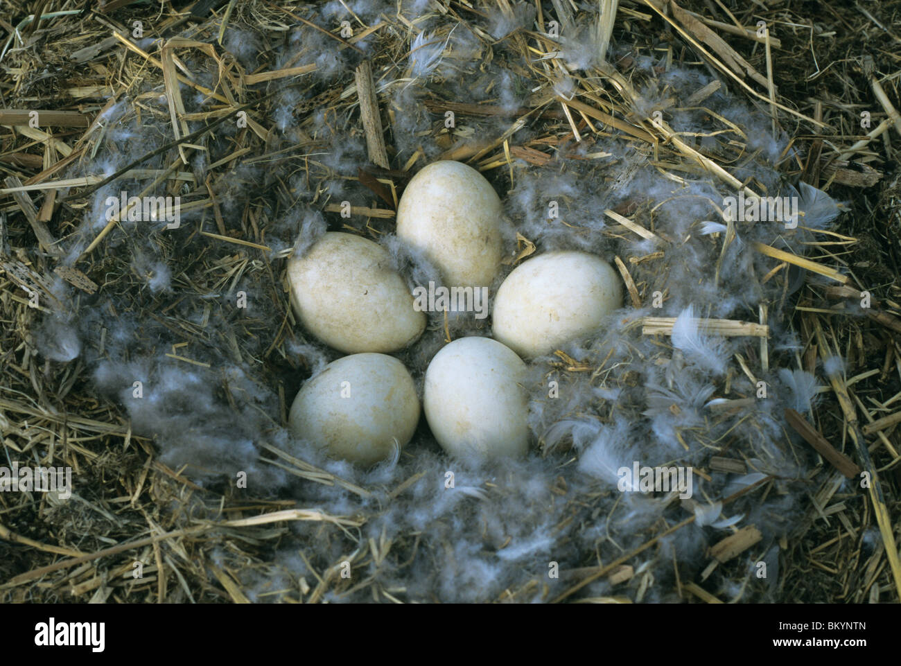 Niche avec des oeufs Printemps Branta canadensis Amérique du Nord Banque D'Images