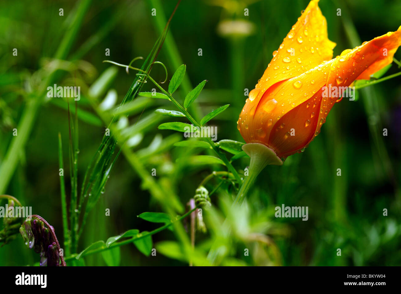 Un close-up avec des gouttes d'eau de pluie de printemps pour une seule Orange Pavot de californie Banque D'Images