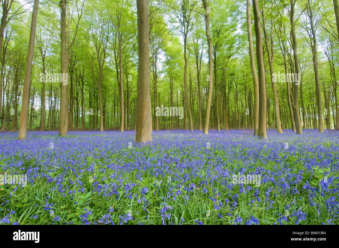 Jacinthes dans un bois de plage dans le Sussex, Angleterre Banque D'Images