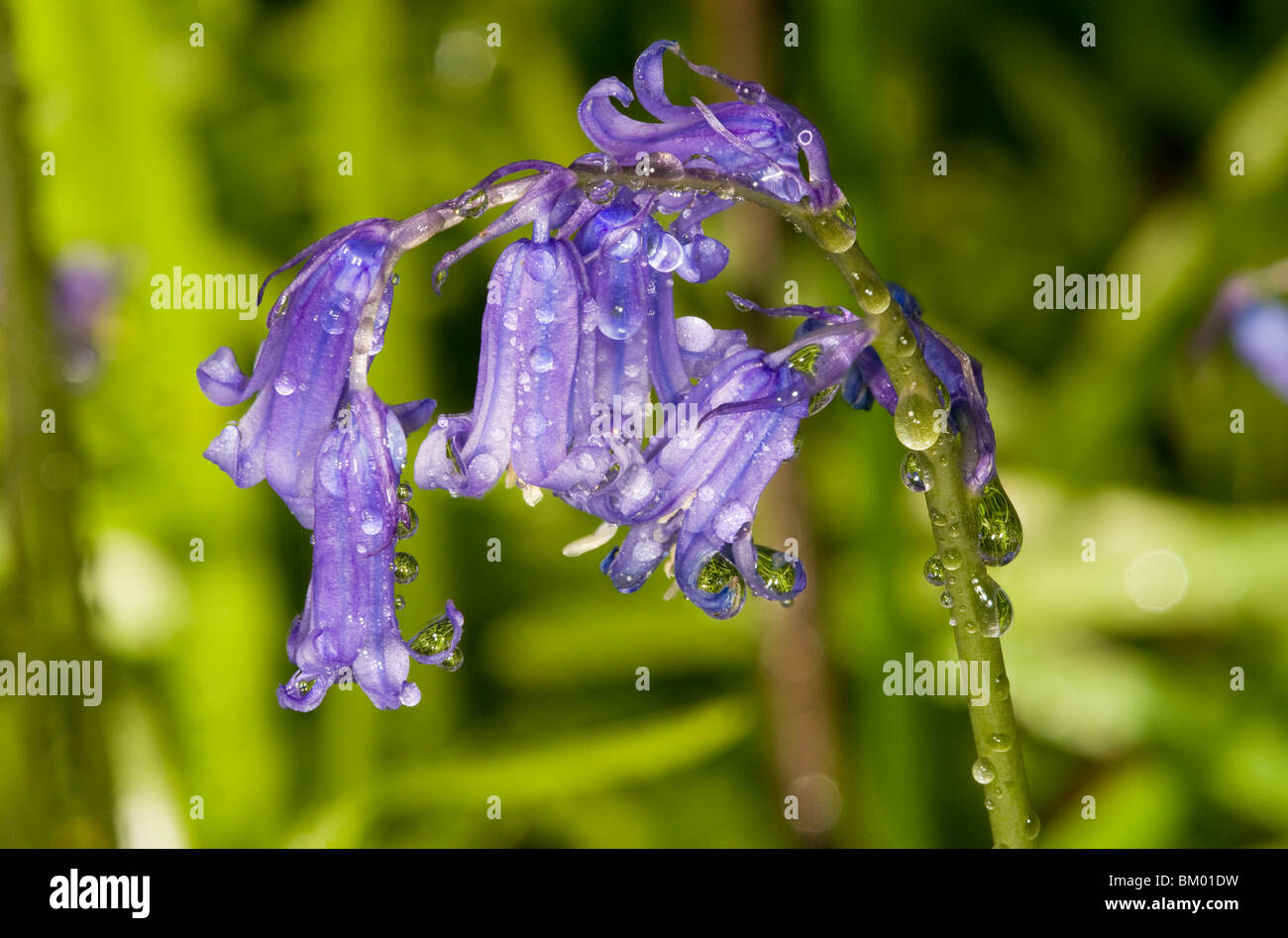 Close up of blue bells après une douche de pluie Banque D'Images