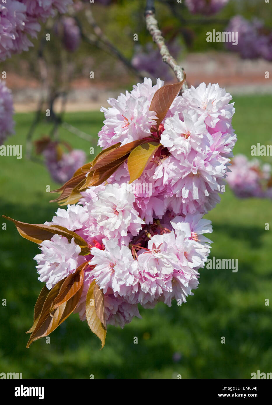 Ornement rose fleur de cerisier (Prunus) Banque D'Images