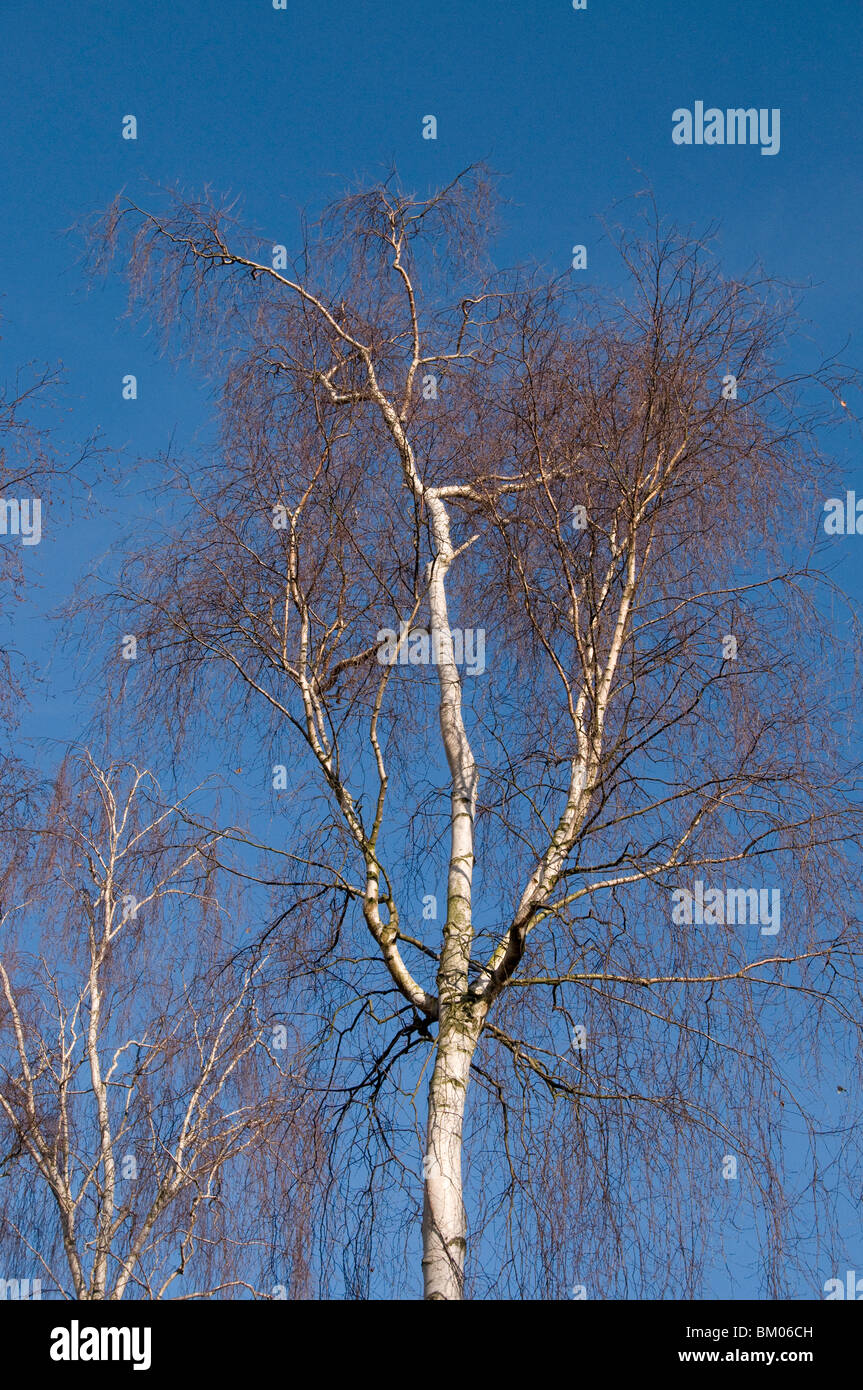 Bouleau blanc, Betula pendula, décrit contre le ciel bleu Banque D'Images