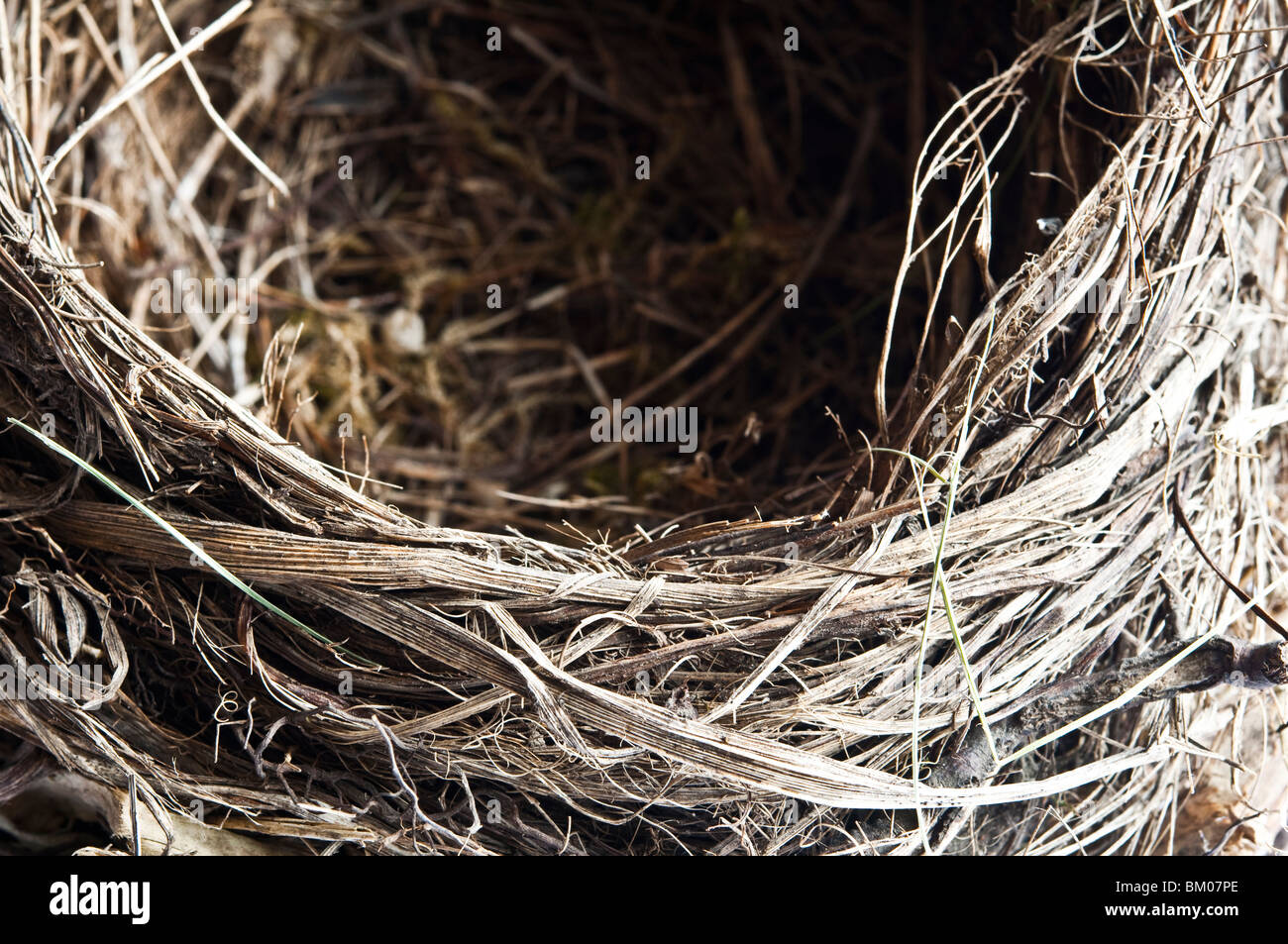 Birds Nest - close up - révélant l'habileté et des soins qui va dans la construction d'un nid. Banque D'Images