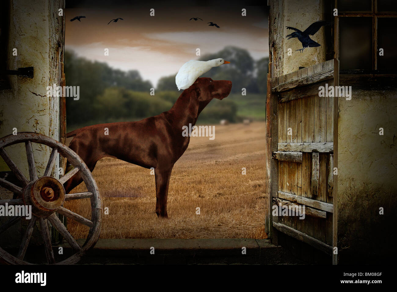 Chien de chasse avec un canard assis sur sa tête par la porte de grange Banque D'Images