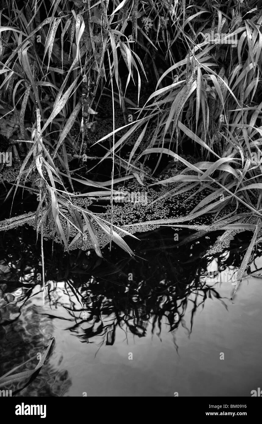 De plus en plus à côté d'un étang roseaux avec des réflexions Banque D'Images