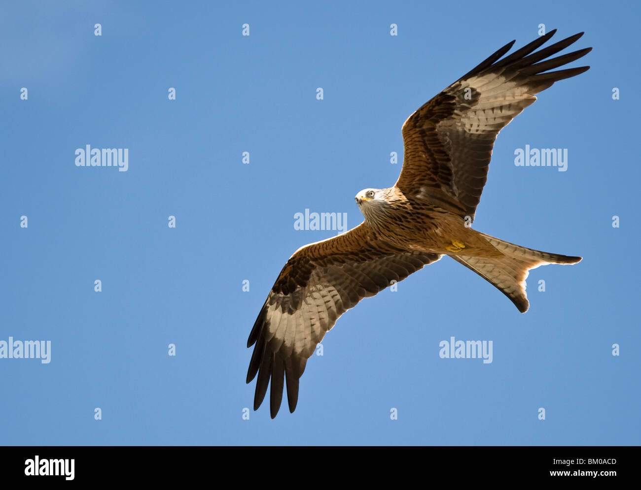 Red Kite prises en Écosse en avril 2010 Banque D'Images