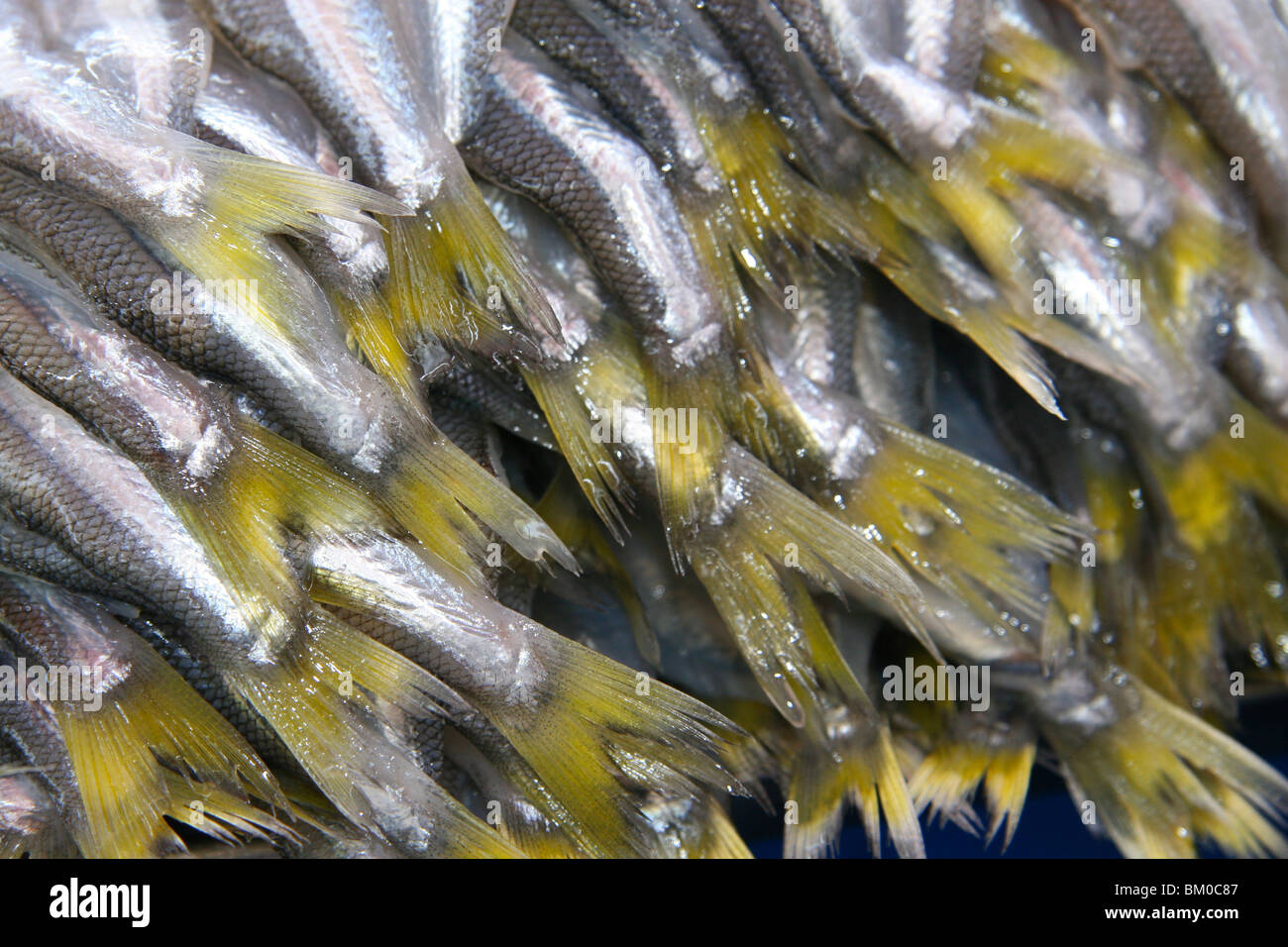 Un gros plan de la queue de poisson dans un marché à Arequipa, Pérou Banque D'Images