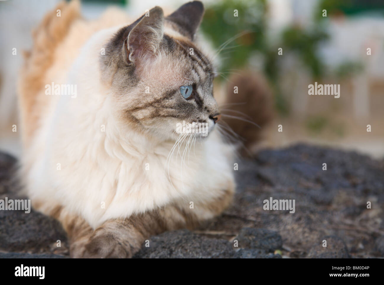 Belle Blue Eyed cat sur un muret en pierre. Banque D'Images