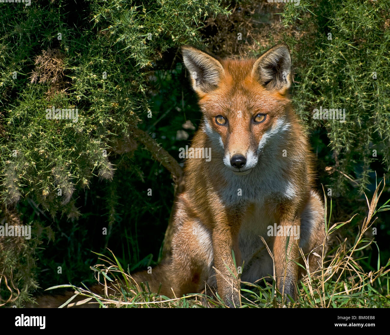 Un renard roux scrutant d'arbustes avec un regard intense Banque D'Images