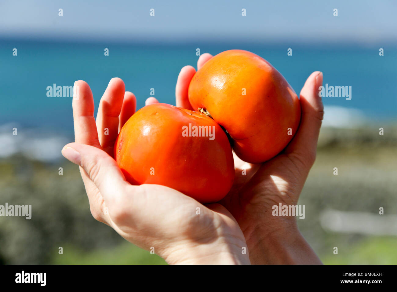 Fruit kaki tenue en mains d'une femme, Parc National de Kenting, Sail Rock, Kending, Kenting, République de Chine, Taiwan, Asie Banque D'Images