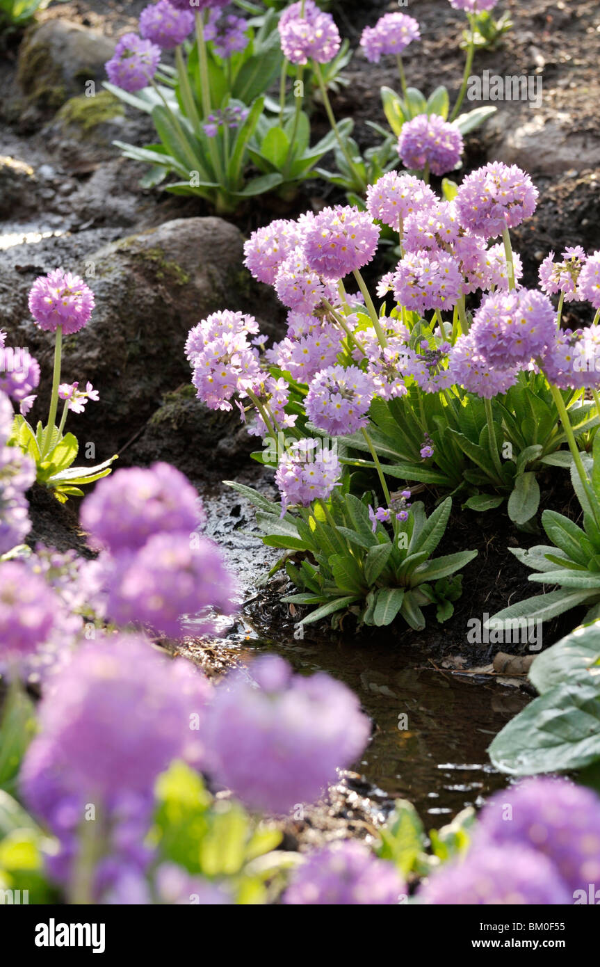 Drumstick primula denticulata (primrose) Banque D'Images