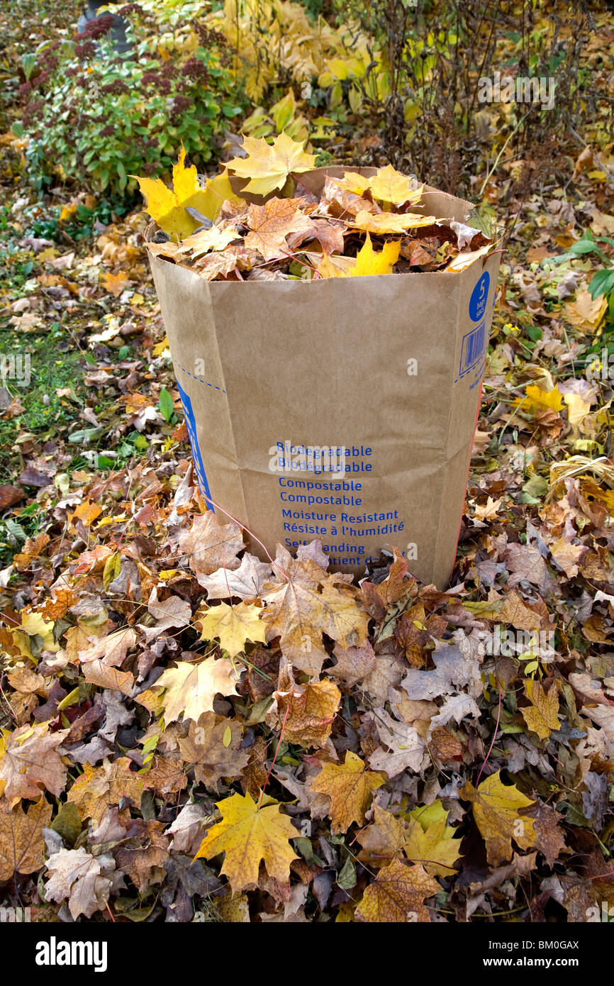 Feuilles pour le compostage en sac biodégradable, Whitby, Ontario Banque D'Images