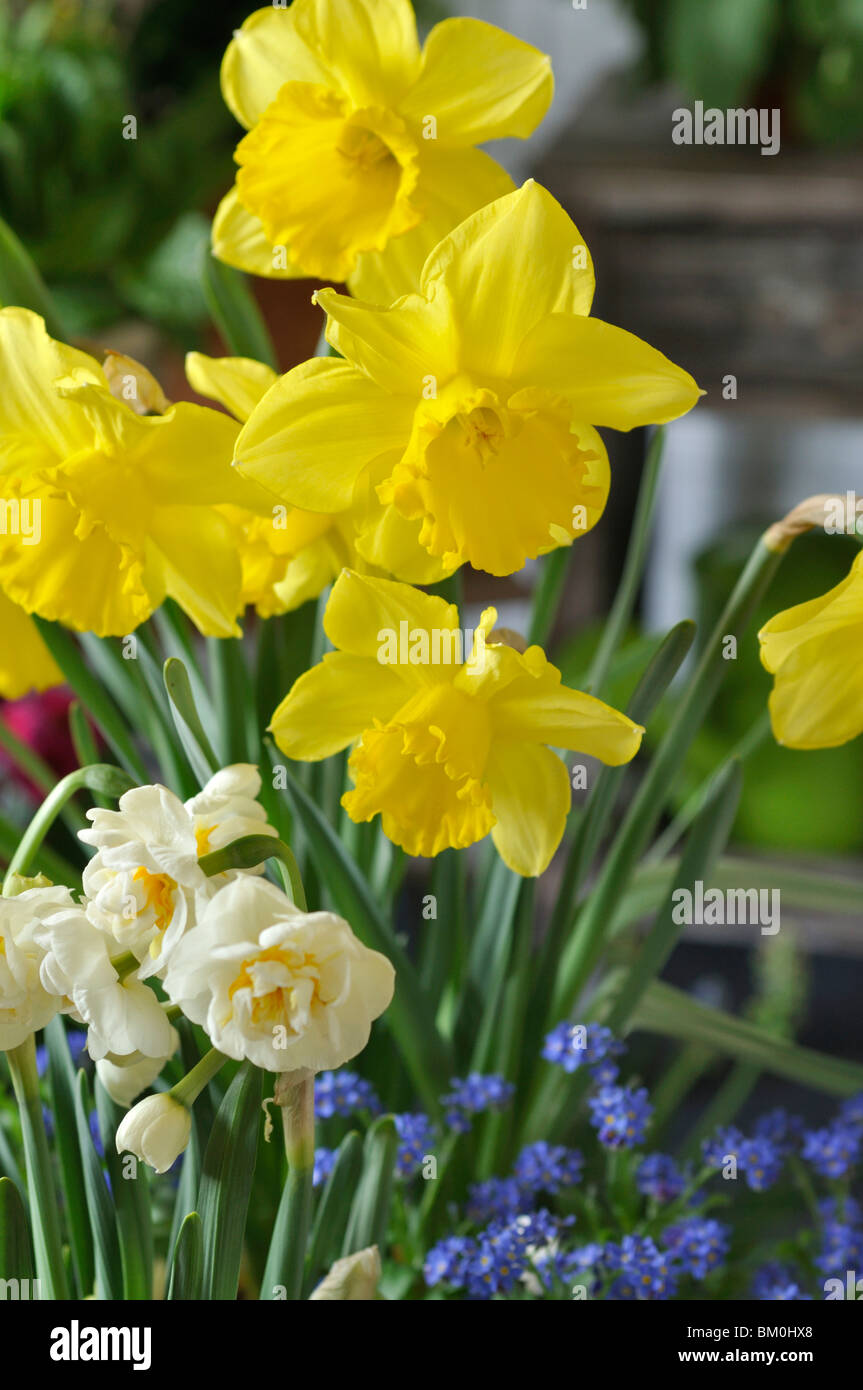 La jonquille (Narcissus pseudonarcissus sauvages) Banque D'Images
