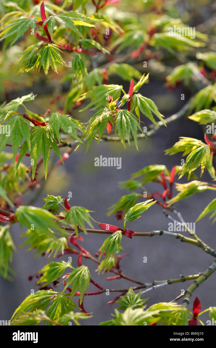 L'érable japonais (Acer palmatum) Banque D'Images