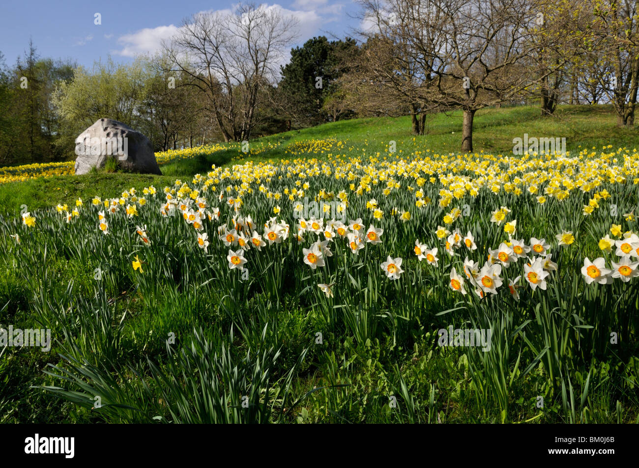 Les jonquilles sauvages (Narcissus pseudonarcissus) Banque D'Images