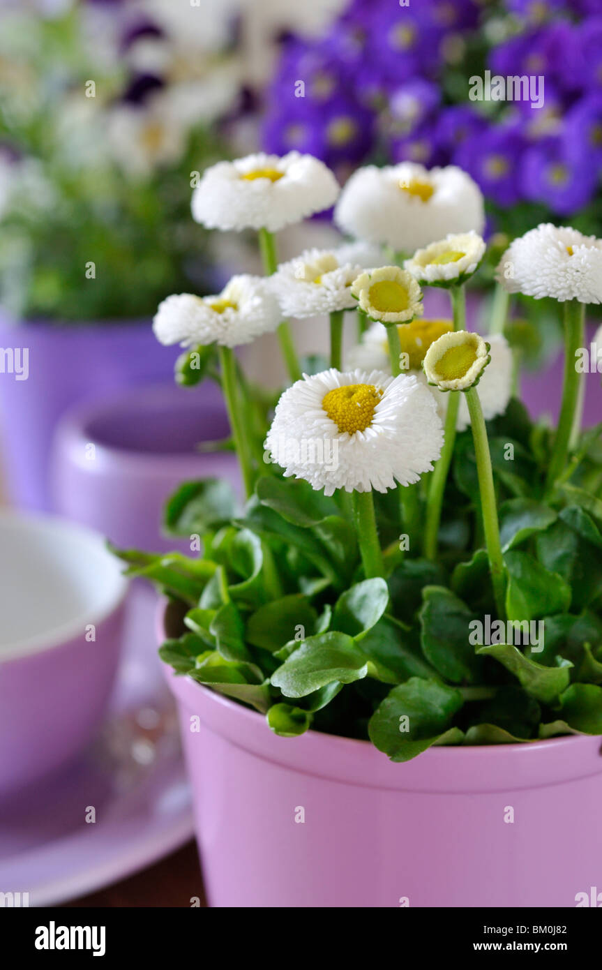 La marguerite commune (Bellis perennis) Banque D'Images