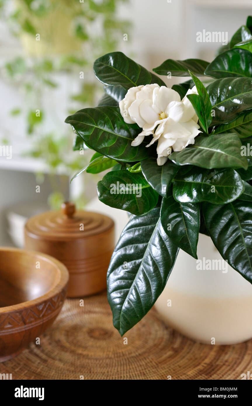 Gardenia pot Banque de photographies et d'images à haute résolution - Alamy