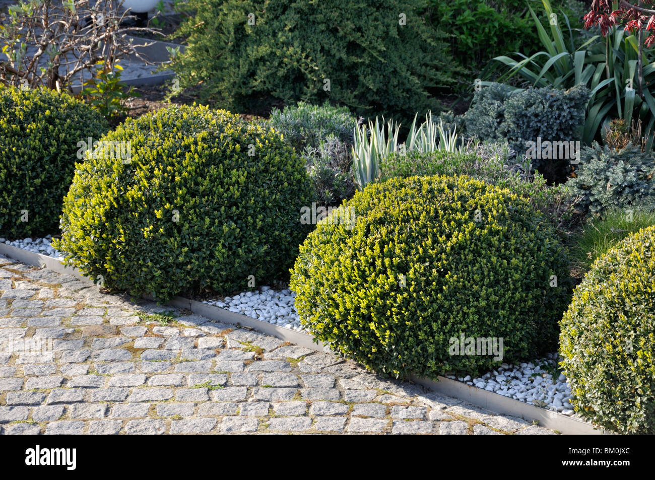 Buis commun (Buxus sempervirens) avec forme sphérique Banque D'Images