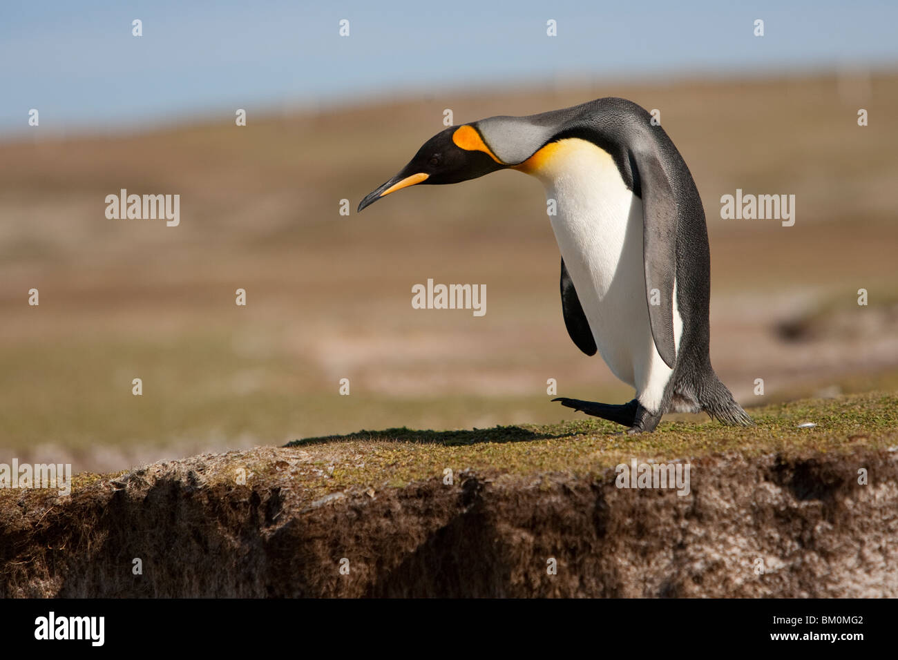 Manchot royal Aptenodytes patagonicus Königspinguin Point bénévole des îles Falkland Banque D'Images