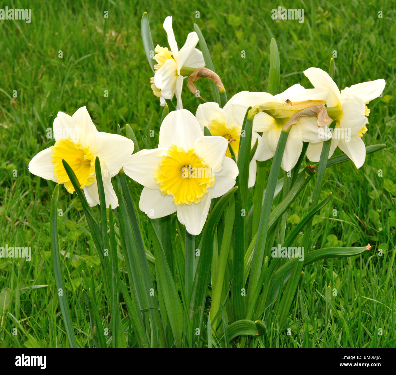 Les jonquilles dans un cluster vers différentes directions Banque D'Images