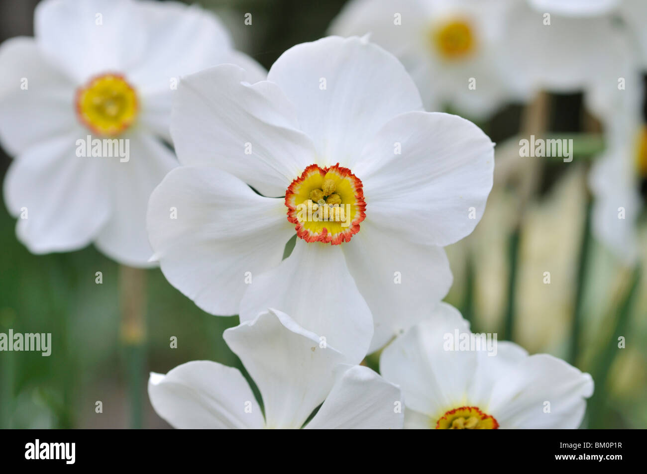 La jonquille de poète (narcissus poeticus 'actaea') Banque D'Images