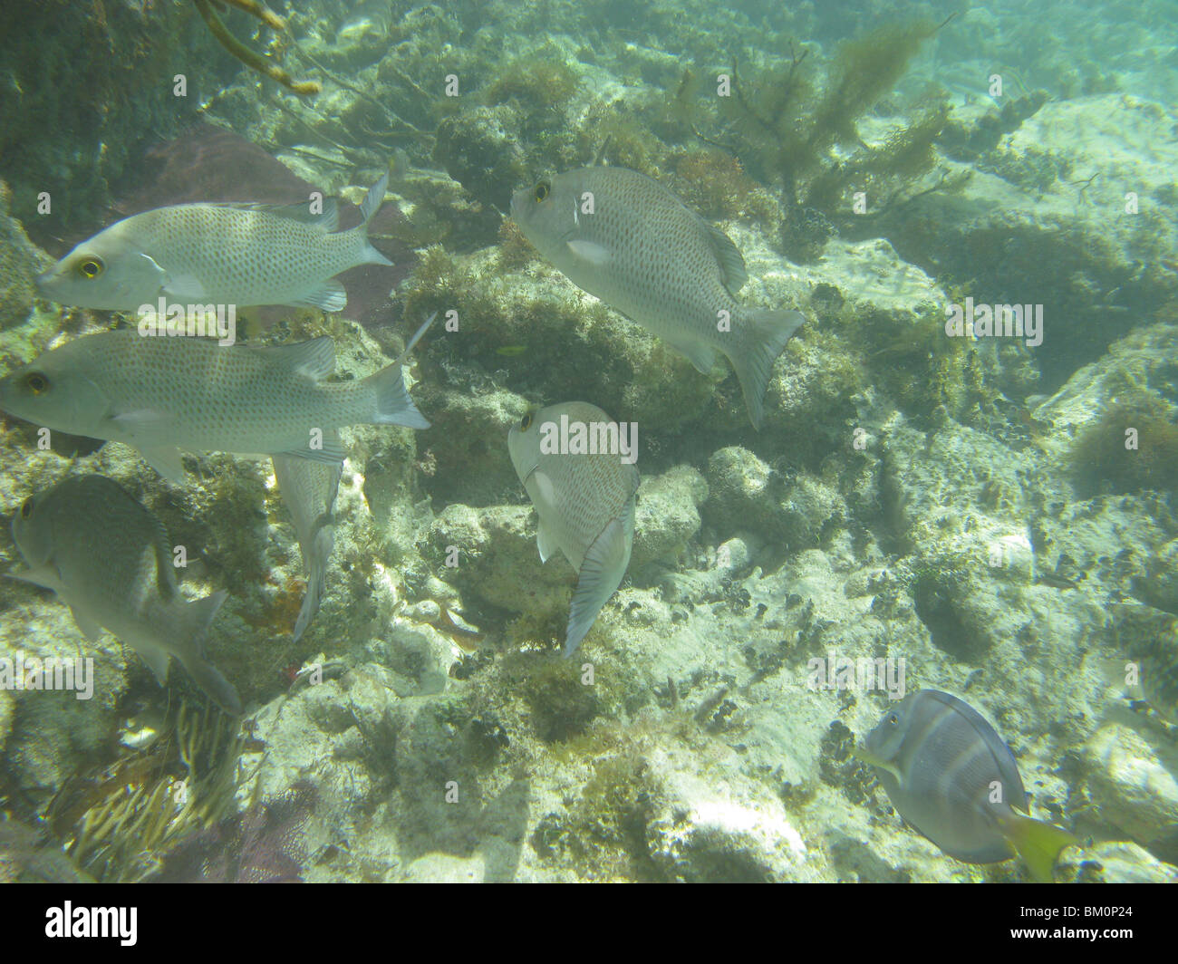 Sous l'eau près de Fort Jefferson FL Golfe du Mexique Banque D'Images