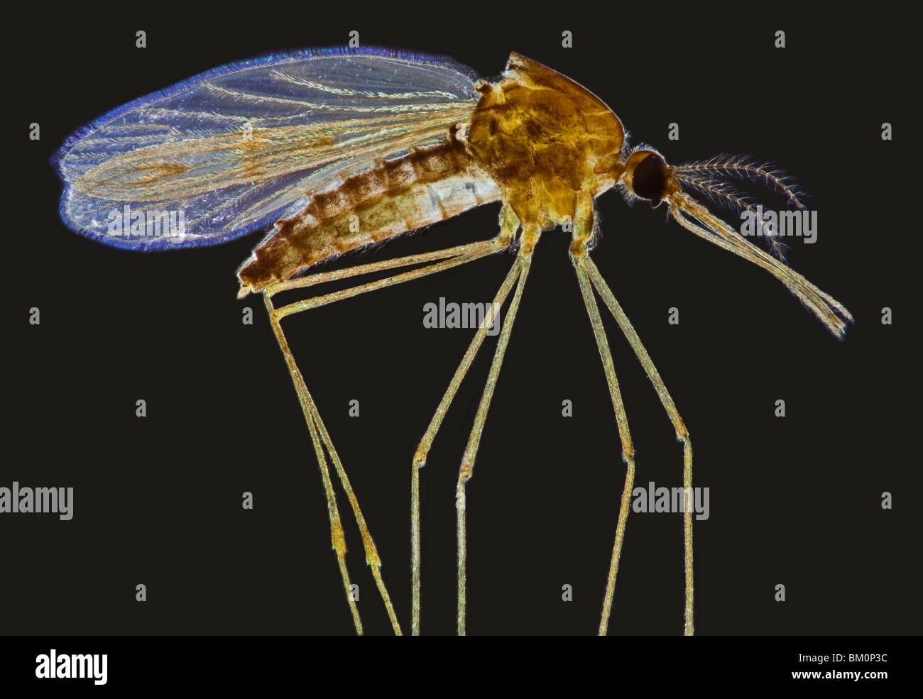 Moustique Anopheles Sp Photomicrographie Photo Stock Alamy
