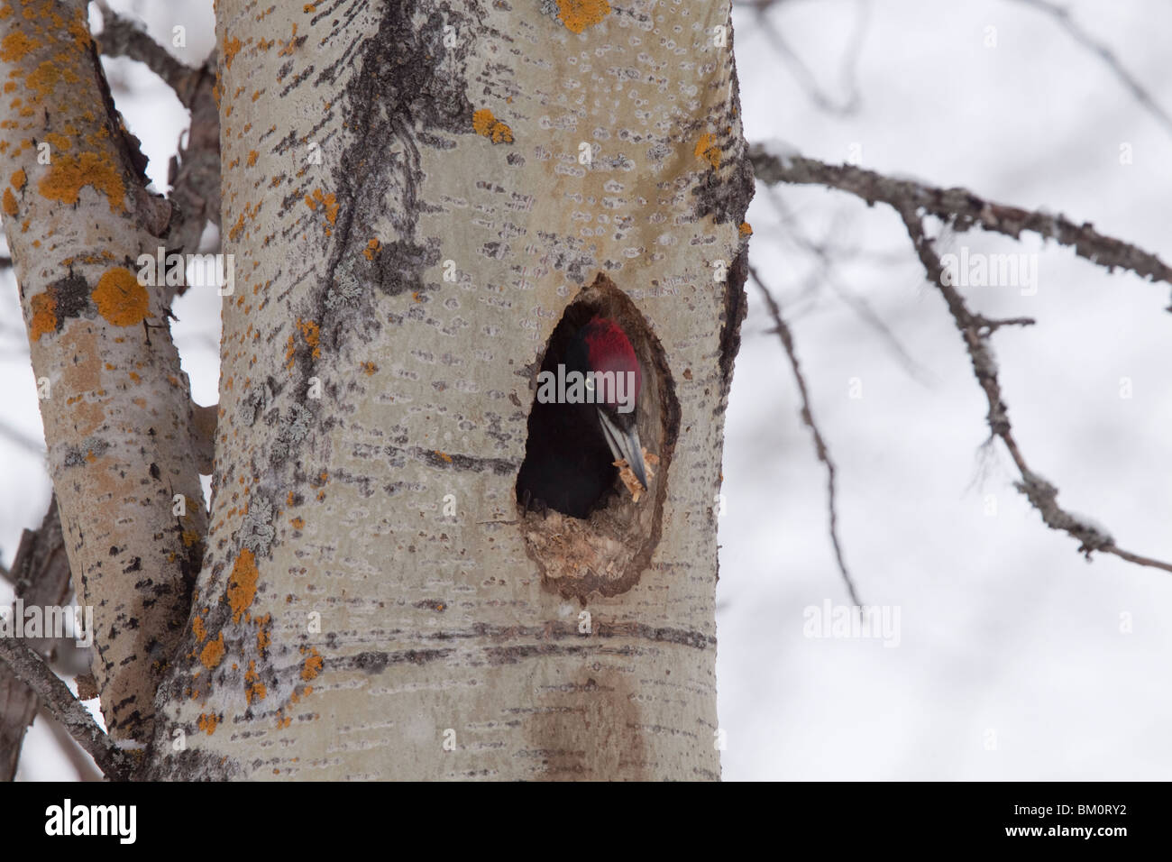 Pic noir jetant woodshavings à partir de la construction du nid. Banque D'Images