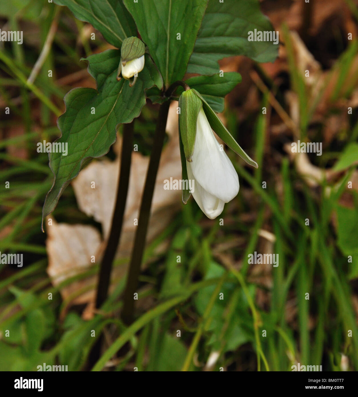 Snowdrop fleur qui s'épanouit Banque D'Images