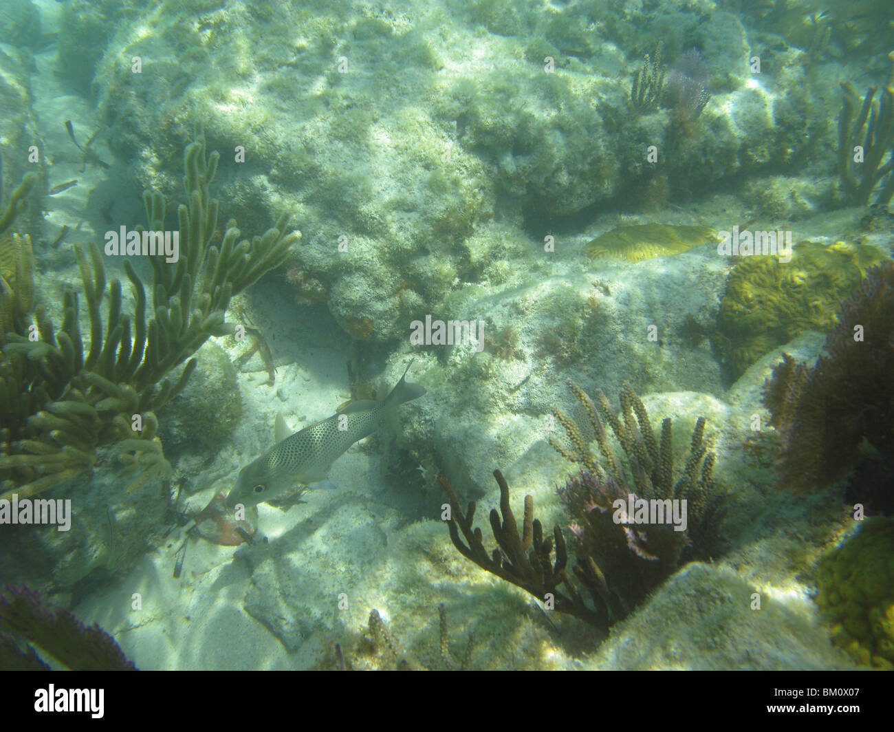 Sous l'eau près de Fort Jefferson FL Golfe du Mexique Banque D'Images