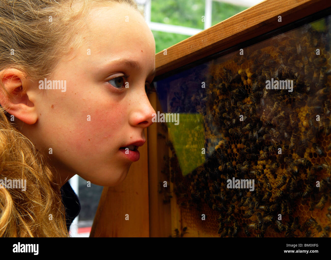 11 ans, fille, regarder l'affichage des abeilles du miel lors d'une journée d'activités du centre de développement durable, de l'est meon, Hampshire, Royaume-Uni. Banque D'Images