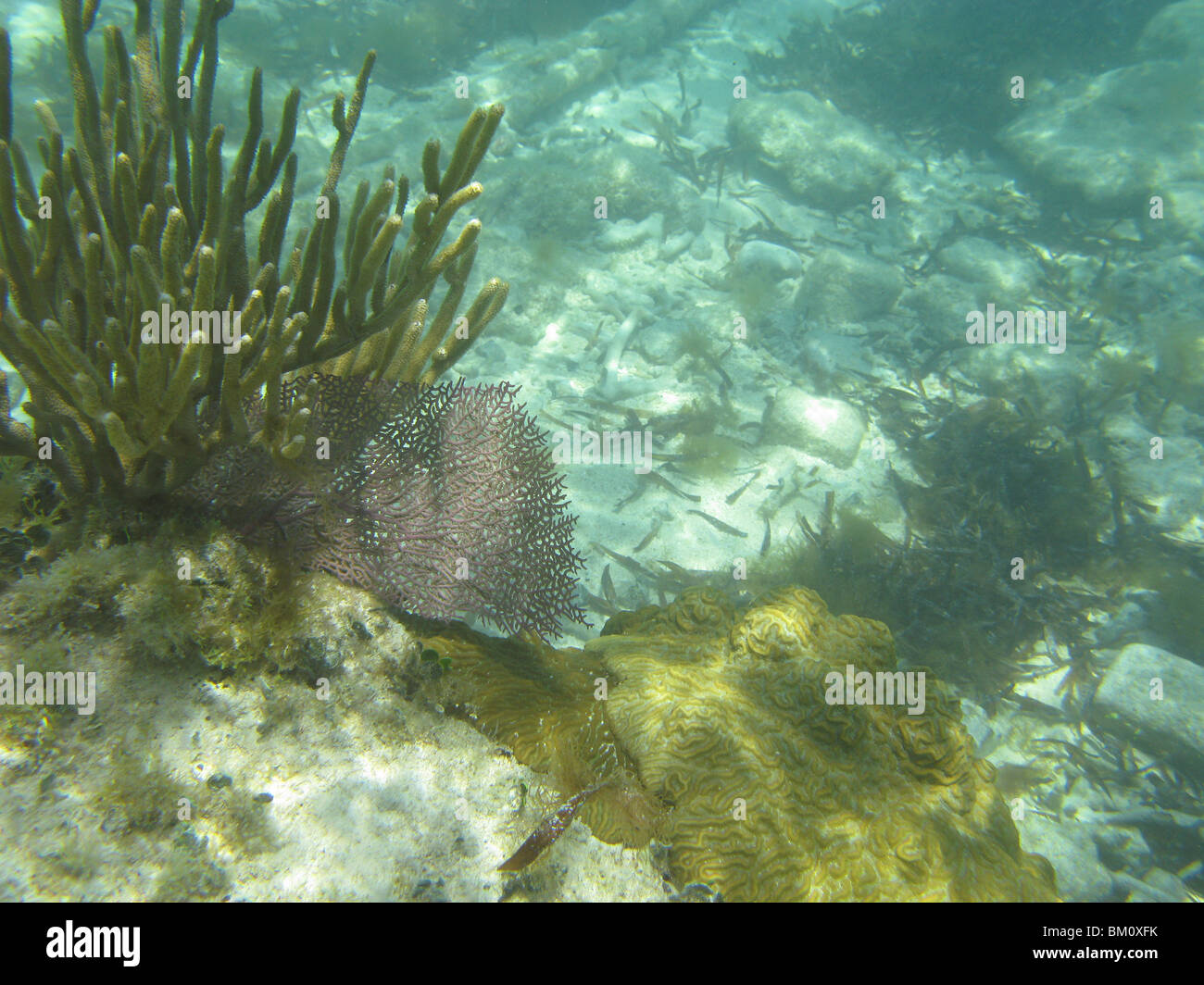 Sous l'eau près de Fort Jefferson FL Golfe du Mexique Banque D'Images